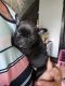 French Bulldog Puppies for sale in Indianapolis, IN, USA. price: $3,000