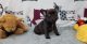 French Bulldog Puppies for sale in Fremont, CA, USA. price: $650