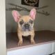 French Bulldog Puppies for sale in Loganville, GA 30052, USA. price: $4,000
