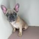 French Bulldog Puppies for sale in Loganville, GA 30052, USA. price: $3,500