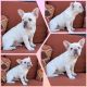 French Bulldog Puppies for sale in Santee, CA 92071, USA. price: $5,500