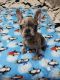 French Bulldog Puppies for sale in Freeport, IL 61032, USA. price: NA