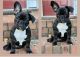 French Bulldog Puppies for sale in Lilburn, GA 30047, USA. price: $2,500