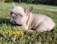 French Bulldog Puppies for sale in Peoria, IL, USA. price: NA