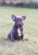 French Bulldog Puppies for sale in Winnebago, IL 61088, USA. price: NA