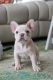 French Bulldog Puppies for sale in Philadelphia, PA, USA. price: $3,000