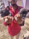 French Bulldog Puppies for sale in Hebbal, Bengaluru, Karnataka, India. price: 27000 INR