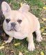 French Bulldog Puppies for sale in Main St, Springfield, OR, USA. price: $2,000