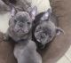 French Bulldog Puppies for sale in Crosby, TX 77532, USA. price: NA