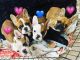 French Bulldog Puppies for sale in Kanab, UT 84741, USA. price: NA