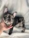 French Bulldog Puppies for sale in Windsor, ON, Canada. price: $4,000