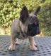 French Bulldog Puppies for sale in San Francisco Bay Area, CA, USA. price: $2,500