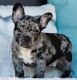 French Bulldog Puppies for sale in Seattle, WA, USA. price: $600