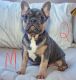 French Bulldog Puppies for sale in Fort Worth, TX, USA. price: NA
