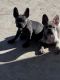 French Bulldog Puppies for sale in Arlington, TX, USA. price: NA