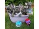 French Bulldog Puppies for sale in Alabama Ave, Brooklyn, NY 11207, USA. price: $2,500