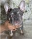 French Bulldog Puppies for sale in Philadelphia, PA, USA. price: $3,500