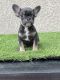 French Bulldog Puppies for sale in Phillips Ranch, CA 91766, USA. price: NA
