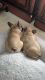 French Bulldog Puppies for sale in Nashville, TN, USA. price: $4,500