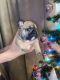 French Bulldog Puppies for sale in Seattle, WA, USA. price: $3,500