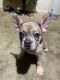 French Bulldog Puppies for sale in Stockton, CA 95209, USA. price: NA