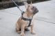 French Bulldog Puppies for sale in Seattle, WA, USA. price: $2,000