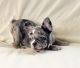 French Bulldog Puppies for sale in Staten Island, NY, USA. price: NA