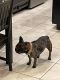 French Bulldog Puppies for sale in North Las Vegas, NV, USA. price: $2,500