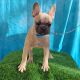 French Bulldog Puppies for sale in Beverly Hills, CA 90210, USA. price: NA
