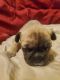 French Bulldog Puppies for sale in Tulsa, OK, USA. price: NA