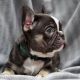 French Bulldog Puppies for sale in San Francisco, CA, USA. price: $800