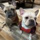 French Bulldog Puppies for sale in Tooele, UT 84074, USA. price: NA