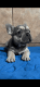 French Bulldog Puppies for sale in Riverside-San Bernardino-Ontario, CA, CA, USA. price: $3,000