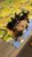 French Bulldog Puppies for sale in Tempe, AZ, USA. price: NA