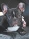 French Bulldog Puppies for sale in Stockton, CA 95209, USA. price: $1,500
