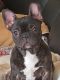 French Bulldog Puppies for sale in Stockton, CA 95209, USA. price: $1,500