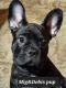 French Bulldog Puppies for sale in Victorville, CA, USA. price: $700