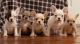 French Bulldog Puppies for sale in Florida St, San Francisco, CA, USA. price: $400