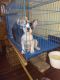 French Bulldog Puppies for sale in Jayanagar 1st Block, Mavalli, Bengaluru, Karnataka, India. price: 38000 INR