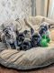 French Bulldog Puppies for sale in 23 Grew Blvd, Jacksons Point, ON L0E 1L0, Canada. price: NA