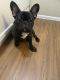 French Bulldog Puppies for sale in Grand Prairie, TX 75050, USA. price: $2,500