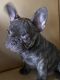 French Bulldog Puppies for sale in Woodbridge Township, NJ, USA. price: $1,800