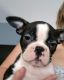 French Bulldog Puppies for sale in Des Plaines, IL, USA. price: NA