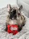 French Bulldog Puppies for sale in Brooklyn, NY, USA. price: $3,800
