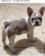 French Bulldog Puppies for sale in Matteson, IL, USA. price: NA