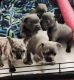 French Bulldog Puppies for sale in Oil City, PA 16301, USA. price: NA