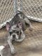 French Bulldog Puppies for sale in Kearney, MO, USA. price: NA