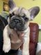 French Bulldog Puppies for sale in Dallas, TX, USA. price: NA