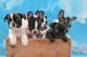 French Bulldog Puppies for sale in Arlington, TX, USA. price: NA