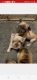 French Bulldog Puppies for sale in Kalispell, MT 59901, USA. price: NA